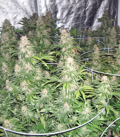 Master Kush (Dutch Passion)
