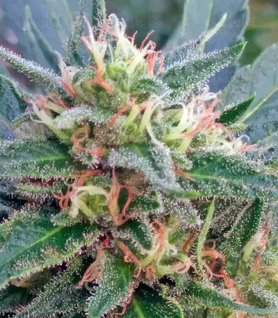 Pineapple Skunk Seeds
