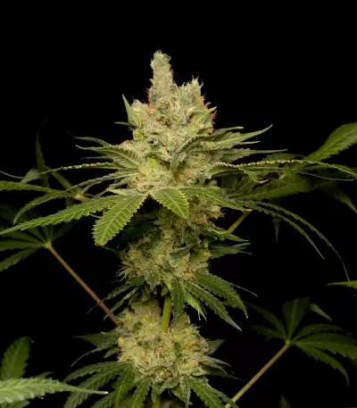Semi femminizzati Sweet Black Angel di Samsara Seeds