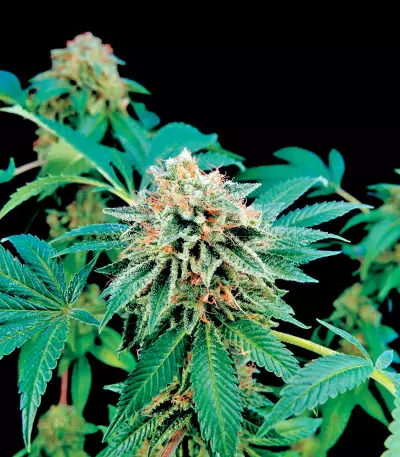 Shark Attack (Dinafem Seeds)
