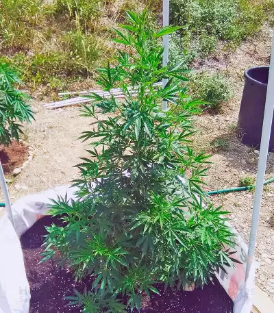 White Russian regular (Serious Seeds)