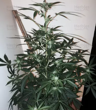 Wipeout Express Auto (Heavyweight Seeds)