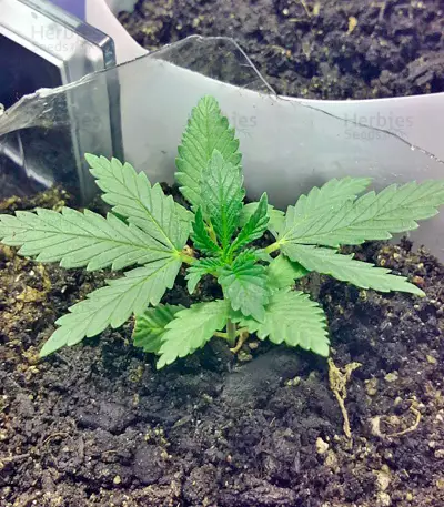 Amnesia Seeds (World of Seeds)