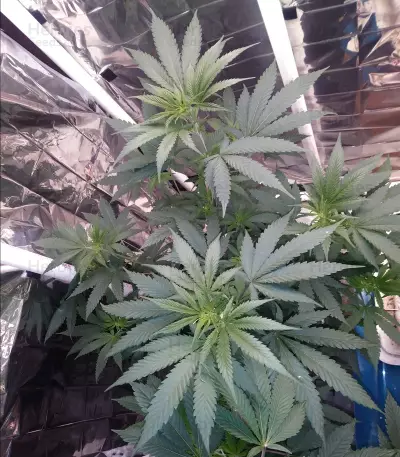 Eleven Roses Seeds (Delicious Seeds)