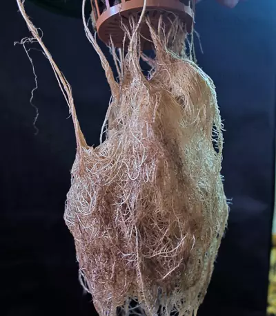 Outlaw feminized seeds