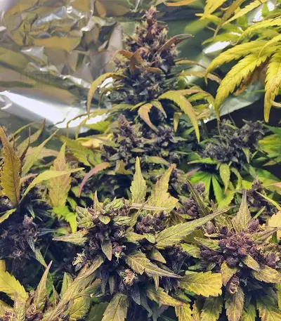 Graines de cannabis Red Poison Auto (Sweet Seeds)