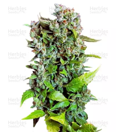 Graines de cannabis Fast Bud #2 Auto (Sweet Seeds)
