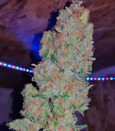 Sweet Trainwreck Auto feminized seeds