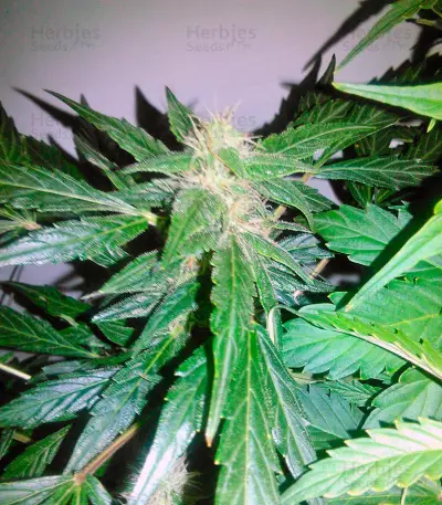 Vertigo Auto (Paradise Seeds)