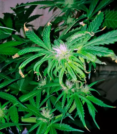 Amnesia Gold strain