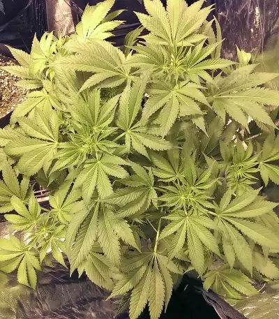Big Bud (Vision Seeds)