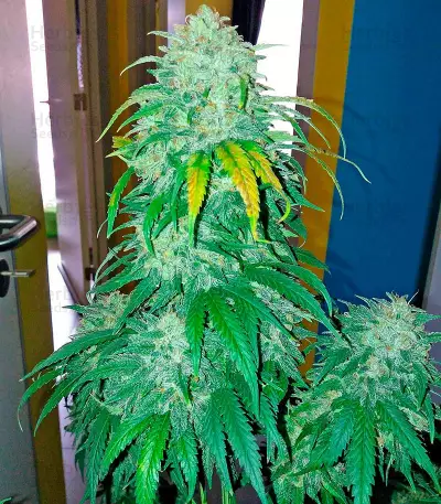 Bubba Kush Autoflowering Seeds