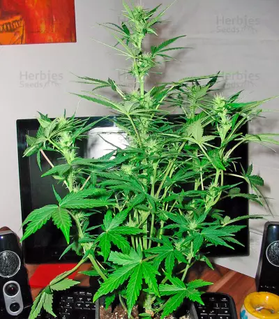 Flash Auto feminized seeds