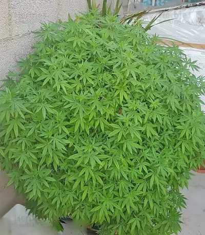 Graines de cannabis Grand Master Kush regular (Sumo Seeds)