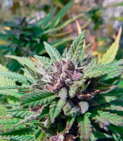 Hollands Hope Seeds