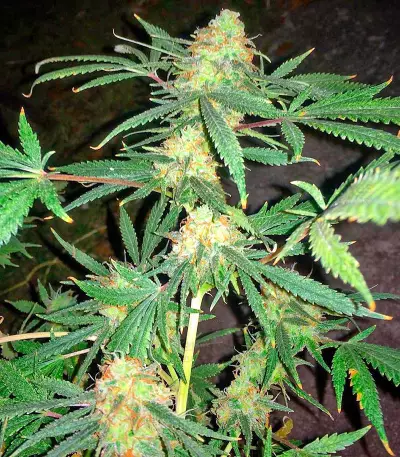 Kritikal-K Seeds