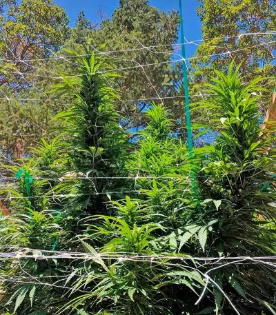 Master Kush Seeds (Nirvana Seeds)