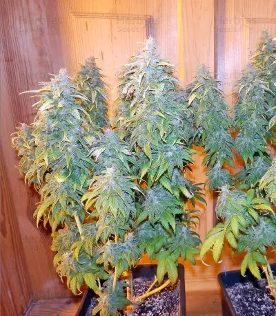 Satori Seeds