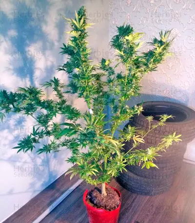 Semi femminizzati Wild Thailand