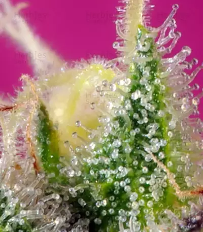 S.A.D. Sweet Afgani Delicious CBD (Sweet Seeds)