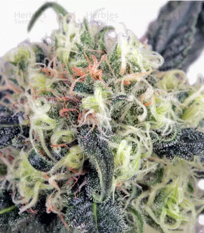 Snow Bud Seeds