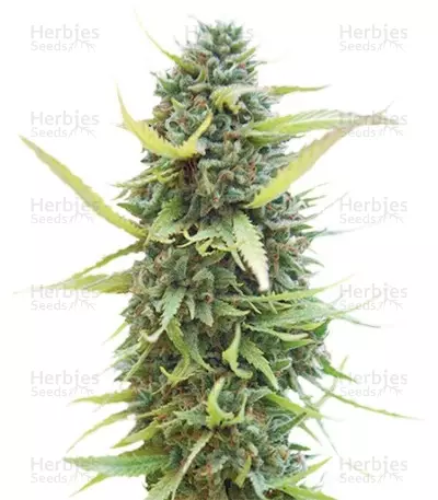 Graines de cannabis Colombian Gold (World of Seeds)
