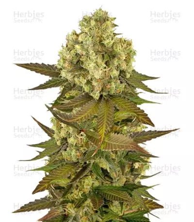 Graines de cannabis Sour Blueberry (Humboldt Seeds)