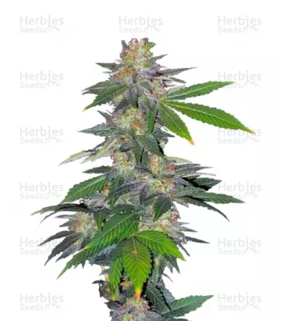 Buy Auto Northern Hog feminized seds