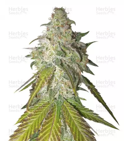 Buy Sour Diesel feminized seeds