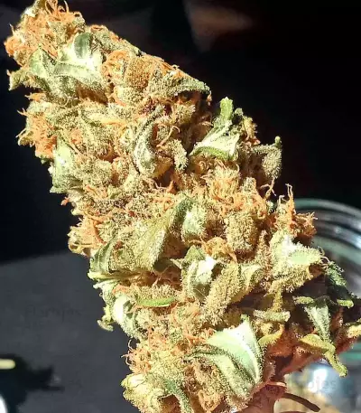 Baby Boom Auto Seeds
