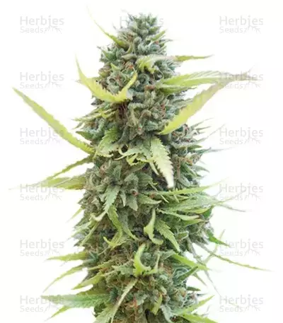Colombian Gold feminizada (World of Seeds)