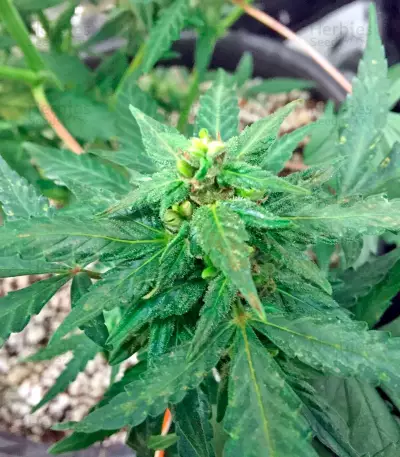 Blue Dream Auto (Humboldt Seeds Organization)