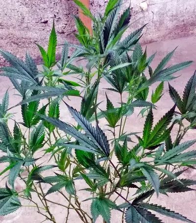 Graines de cannabis Brazil Amazonia (World of Seeds)