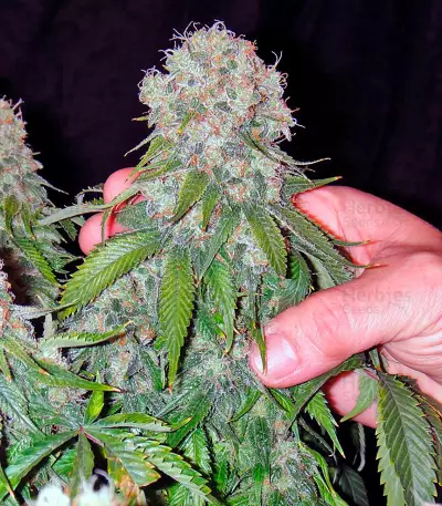 California Hash Plant Seeds