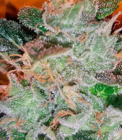 Kritikal-K Seeds