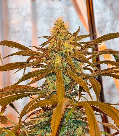 Lemon Cake (Heavyweight Seeds)