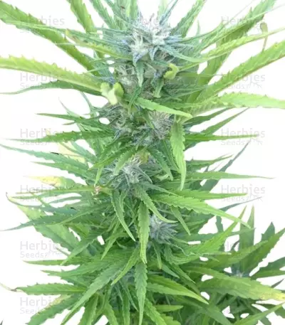 Northern Light Automatic Seeds (RQS)