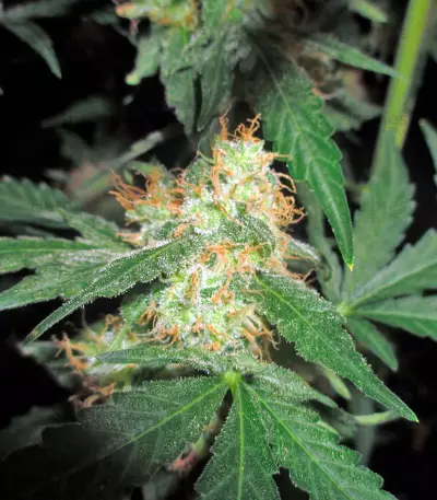 Pineapple Skunk Regular seeds