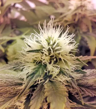 Raspberry Cough (Nirvana Seeds)