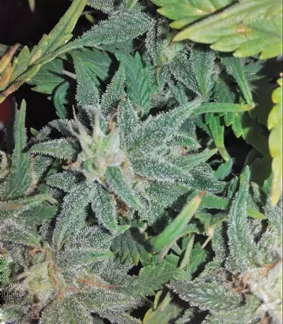 Smokin' Gun Seeds