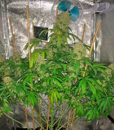 Super Silver feminized seeds