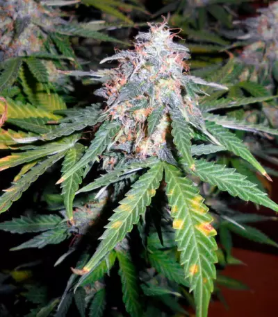 Super Skunk Auto (Vision Seeds)