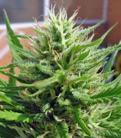 SAD Sweet Afgani Delicious S1 fem (Sweet Seeds)