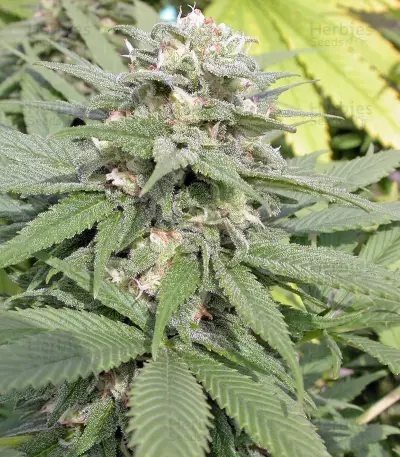 Warlock feminized seeds