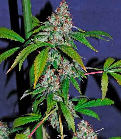 White Lemon (Strain Hunters)