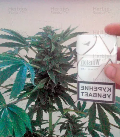 White Magic feminized seeds