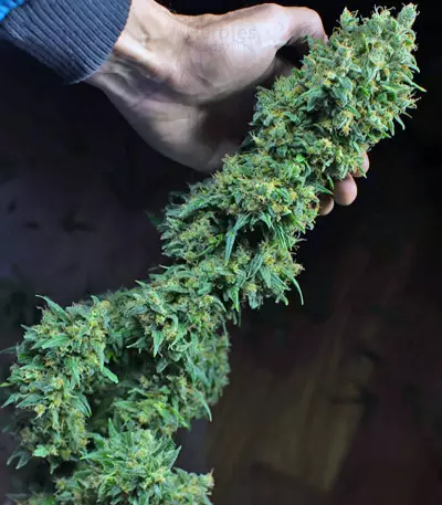 Crystal Candy Auto feminized seeds