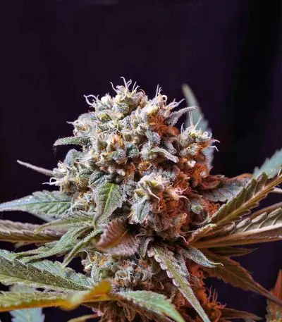 Green Poison F1 Fast Version feminized seeds