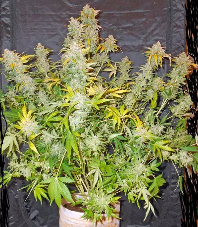 Haze Seeds