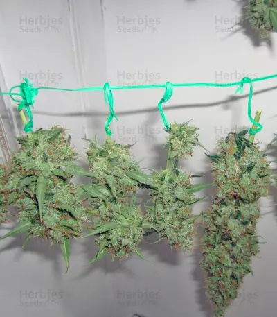 Jack Herer Auto (GHS)